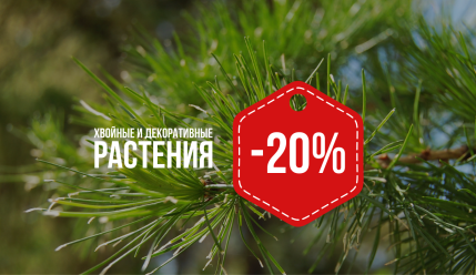 -20% на хвойные и декоративные растения в GreenPlant